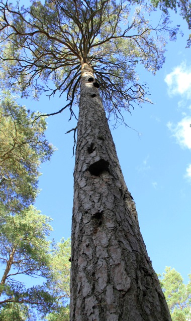 Talltickan som här ses växande på stammen i flera exemplar indikerar att trädet åtminstone är 150 år gammalt.